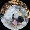 wolphiebitez